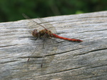 28157 Red Dragonfly on tree Common Darter (Sympetrum striolatum).jpg